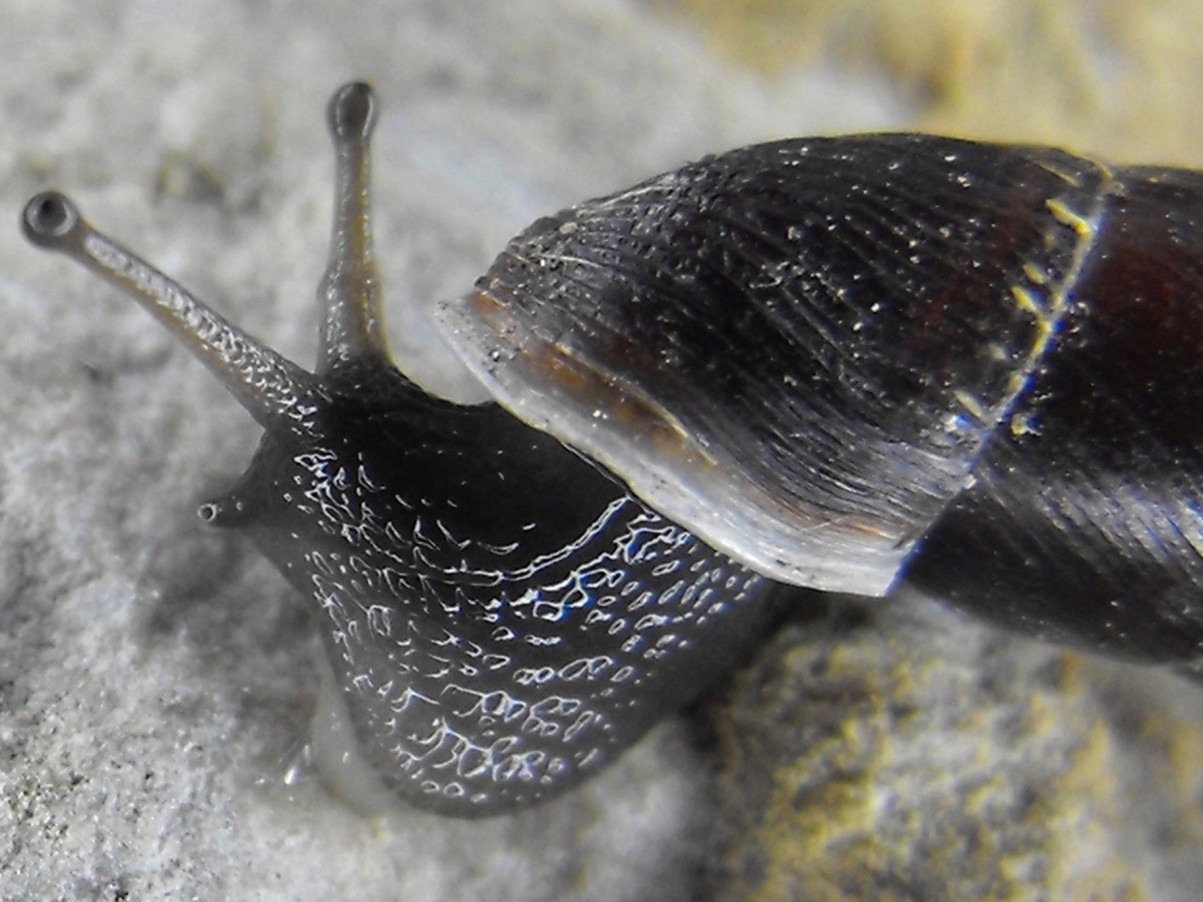 leccoensis o leucensis?